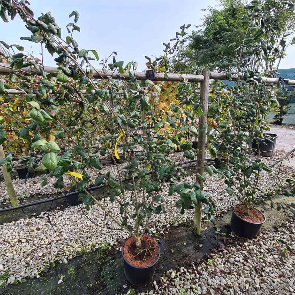 Viburnum carlesii 'Aurora' 80-100 cm